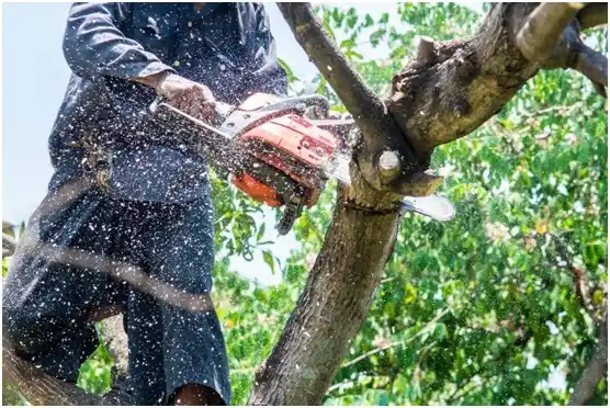 tree services Lawton